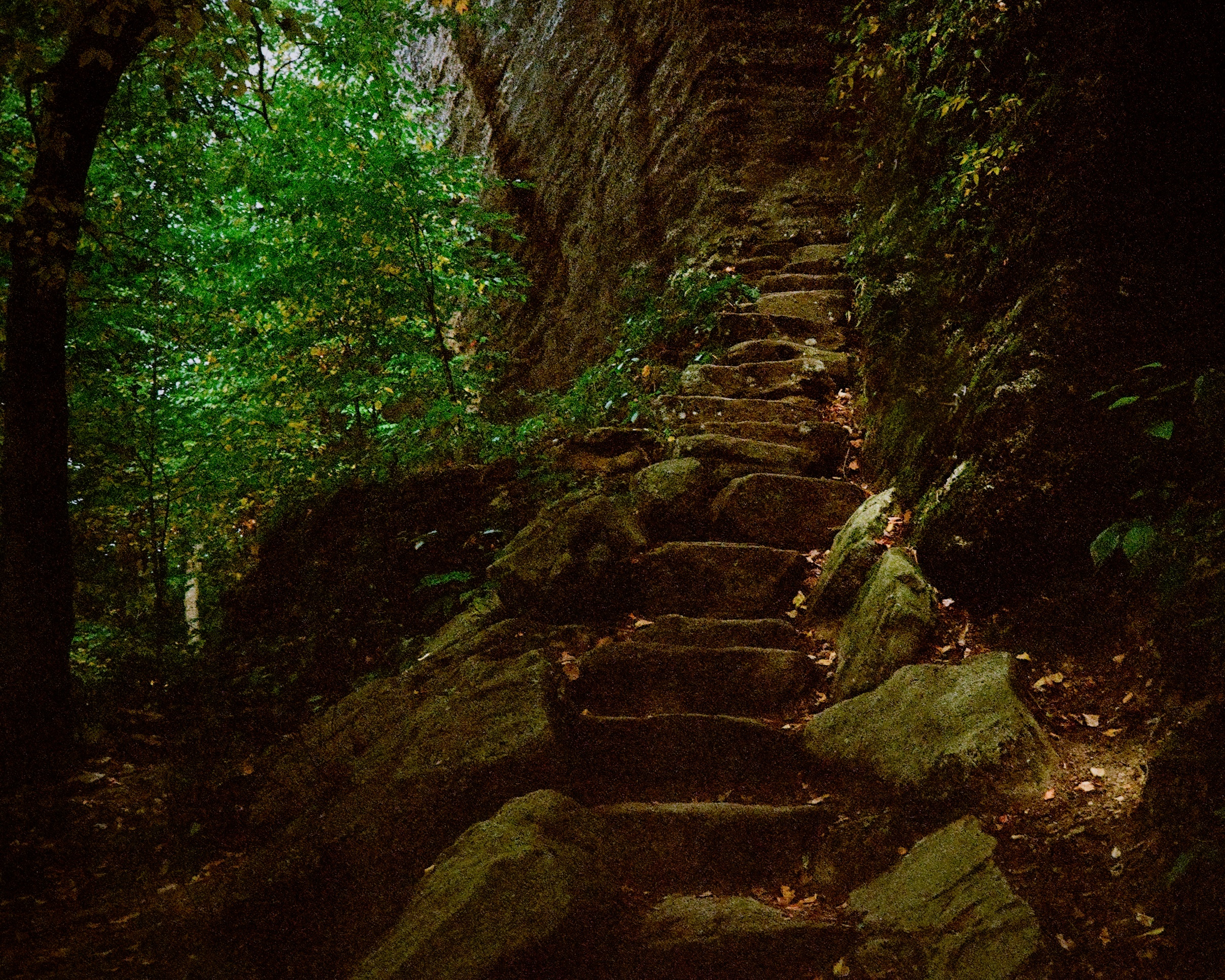 a path in a bright green woods